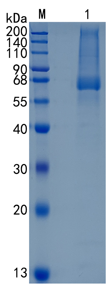 Active Recombinant Human Glypican-5 / GPC5 Protein