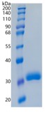 Active Recombinant Human BTN3A2 / Butyrophilin 3A2 Protein