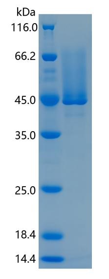 Active Recombinant Human CX3CL1 / Fractalkine Protein