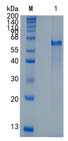 Active Recombinant Rat DLL1 / Delta-like protein 1 Protein