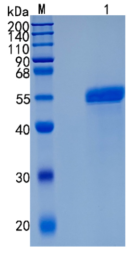 Active Recombinant Mouse Cathepsin C / CTSC / DPPI Protein