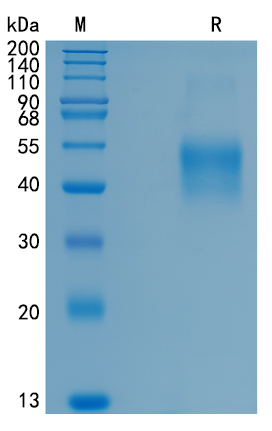 Active Recombinant Mouse CD80 / B7-1 Protein