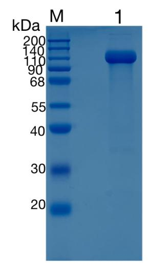 Active Recombinant Mouse E-Selectin / CD62E / SELE Protein