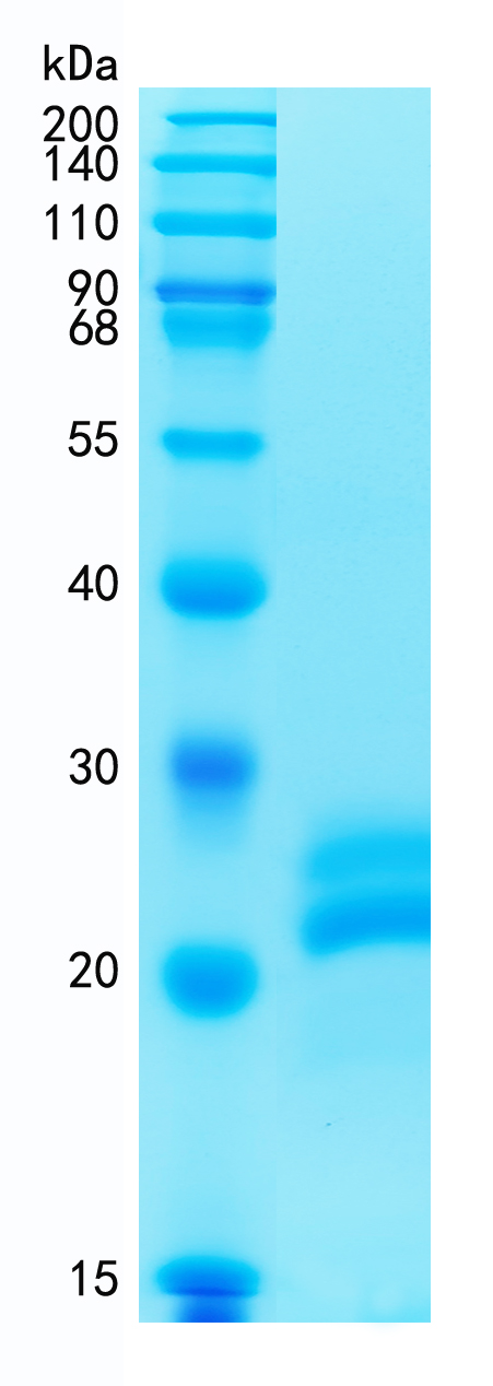 Active Recombinant Mouse VEGF164 / VEGFA Protein