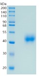 Active Recombinant Human NRG1 / Neuregulin-1 Protein
