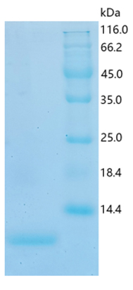 Active Recombinant Human NRG1 / Neuregulin-1 Protein
