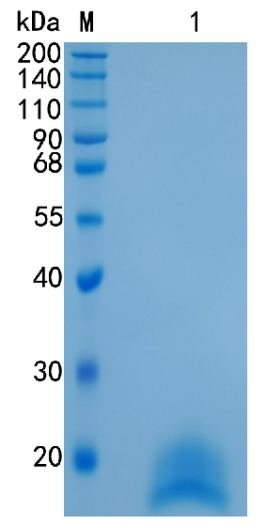 Active Recombinant Human TFF2 / Spasmolysin Protein