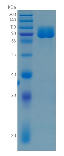 Active Recombinant Human TYRO3 / BYK Protein