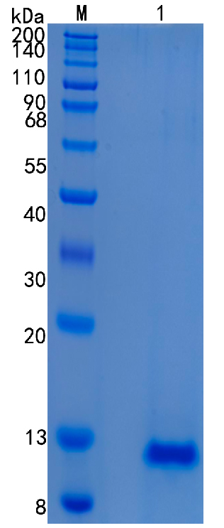 Active Recombinant Human TFF3 / Trefoil Factor 3 Protein