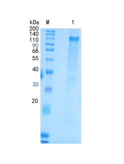 Active Recombinant Human LRP-1 Cluster IV / CD91 Protein