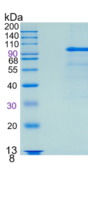 Active Recombinant Mouse HGF / Hepatocyte Growth Factor Protein