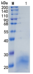 Active Recombinant Rat Interleukin-5 / IL-5 Protein
