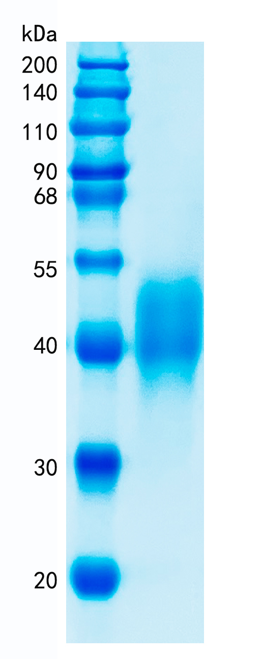 Active Recombinant Human CD300c / LIR Protein