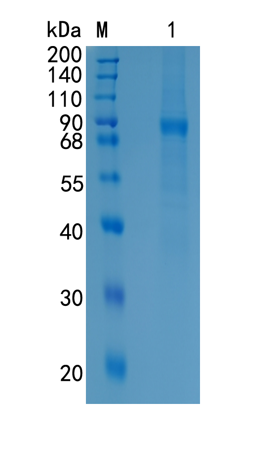 Active Recombinant Mouse Protein S / PROS1 Protein