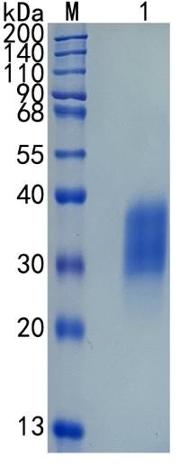 Active Recombinant Mouse Erythropoietin / EPO Protein