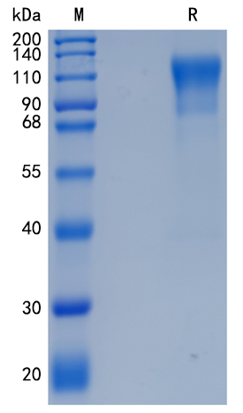 Active Recombinant Human MERTK / MER Protein