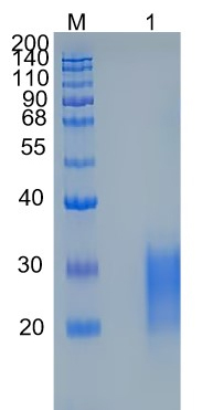 Active Recombinant Human CD94 / KLRD1 Protein