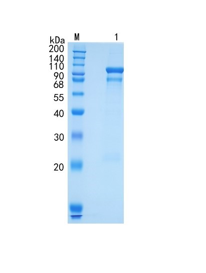 Active Recombinant Human Semaphorin 3F / SEMA3F Protein
