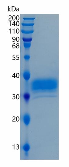 Active Recombinant Human BTN1A1 / Butyrophilin 1A1 Protein