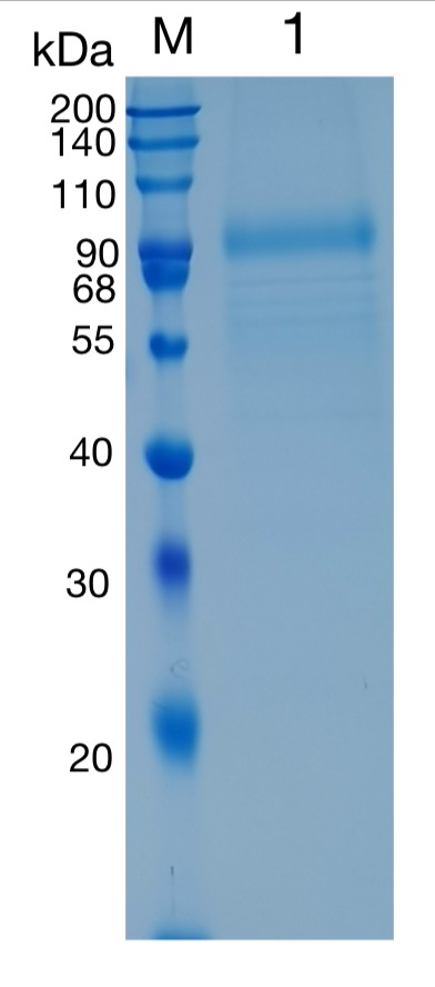 Active Recombinant Human KIR3DS1 / CD158e2 Protein