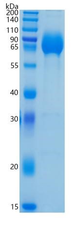 Active Recombinant Human Nectin-1 / PVRL1 / CD111 Protein