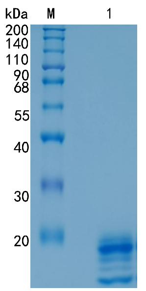 Active Recombinant Human IL-17A / F Heterodimer Protein