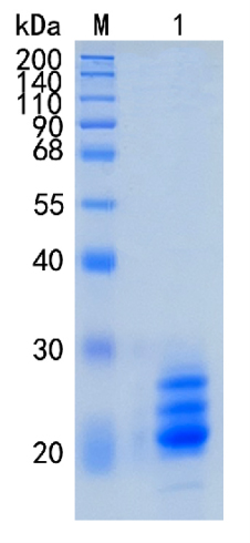 Active Recombinant Human Myelin Oligodendrocyte Glycoprotein / MOG Protein