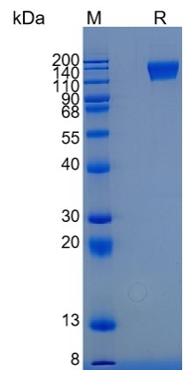 Active Recombinant Mouse Mer / MERTK Protein