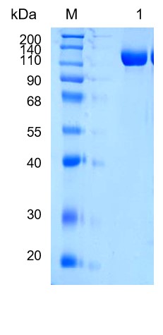 Active Recombinant Mouse ErbB3 / HER3 / CD340 Protein