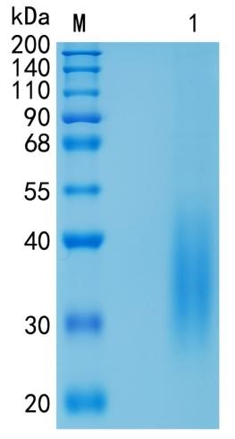Active Recombinant Mouse CD47 / IAP Protein