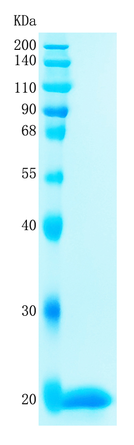 Active Recombinant Mouse Sonic Hedgehog / Shh Protein
