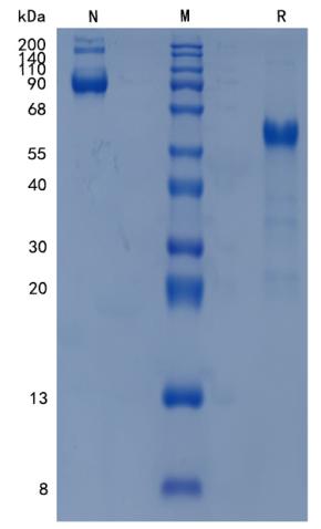 Active Recombinant Human PVRIG / CD112R Protein