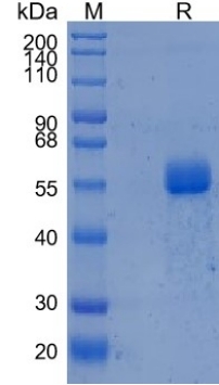 Active Recombinant Mouse CTLA-4 / CD152 Protein