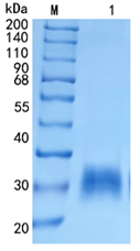 Active Recombinant Human LAIR1 / CD305 Protein