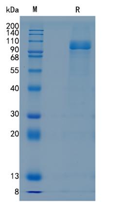 Active Recombinant Human WSX-1 / IL-27R alpha / TCCR Protein