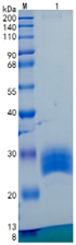 Active Recombinant Human LAYN / Layilin Protein