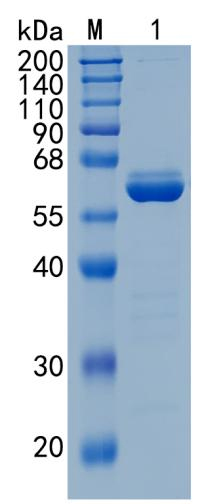 Active Recombinant Human BTNL8 / Butyrophilin-like protein 8 Protein
