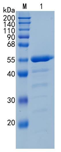 Active Recombinant Human ILDR2 / Immunoglobulin-like domain-containing receptor 2 Protein