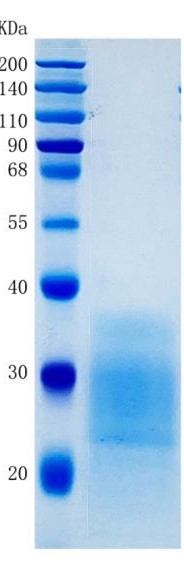 Active Recombinant Mouse Kitl / SCF / c-Kit Ligand Protein