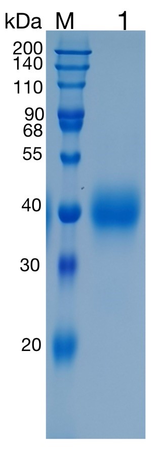 Active Recombinant Human BTN2A1 / Butyrophilin 2A1 Protein