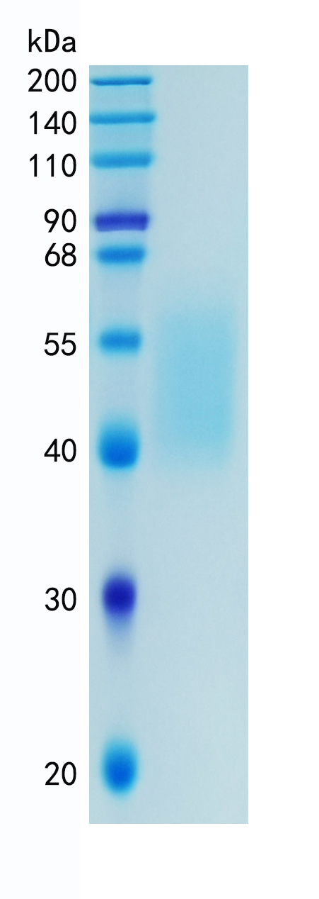 Active Recombinant Human B7-H4 / VTCN1 Protein