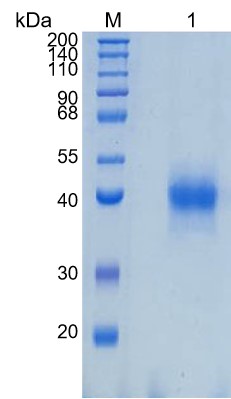 Active Recombinant Human JAML / AMICA Protein