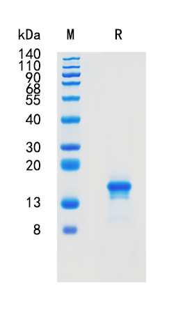 Active Recombinant Mouse IL-33 / IL-1F11 Protein
