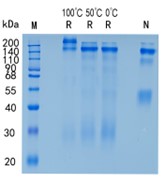 Active Recombinant Human Cerebellin-2 / CBLN2 Protein