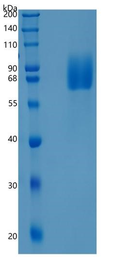 Active Recombinant Human LILRA2 / CD85h / ILT1 Protein