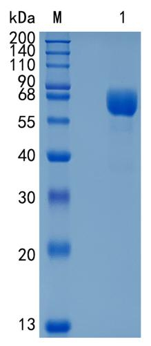 Active Recombinant Human LILRB2 / CD85d / ILT4 Protein