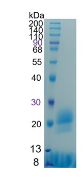 Active Recombinant Human FNDC5 / Irisin Protein