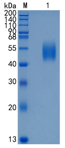 Recombinant Human IL-17RD / SEF Protein