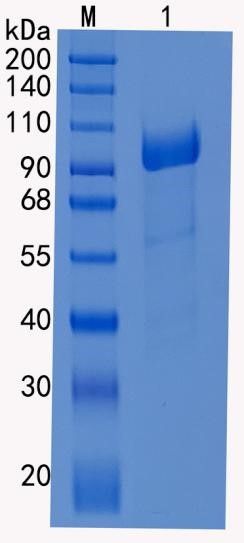 Active Recombinant Mouse ACE2 / Angiotensin-converting enzyme 2 Protein