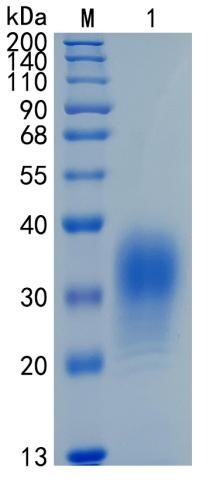 Active Recombinant Human CD300f / LMIR3 Protein
